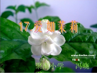 爱如茉莉2-(2)