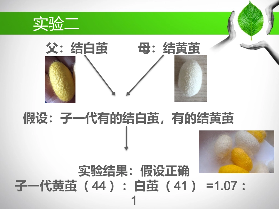 白黄杂交纯-小组_第3页