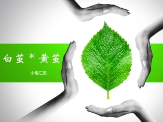 白黄杂交纯-小组