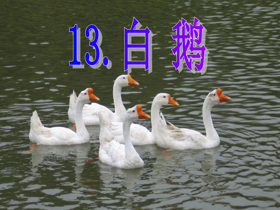 13白鹅课件_第2页