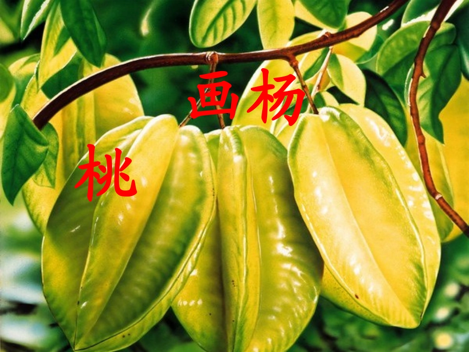 17画杨桃课件_第1页