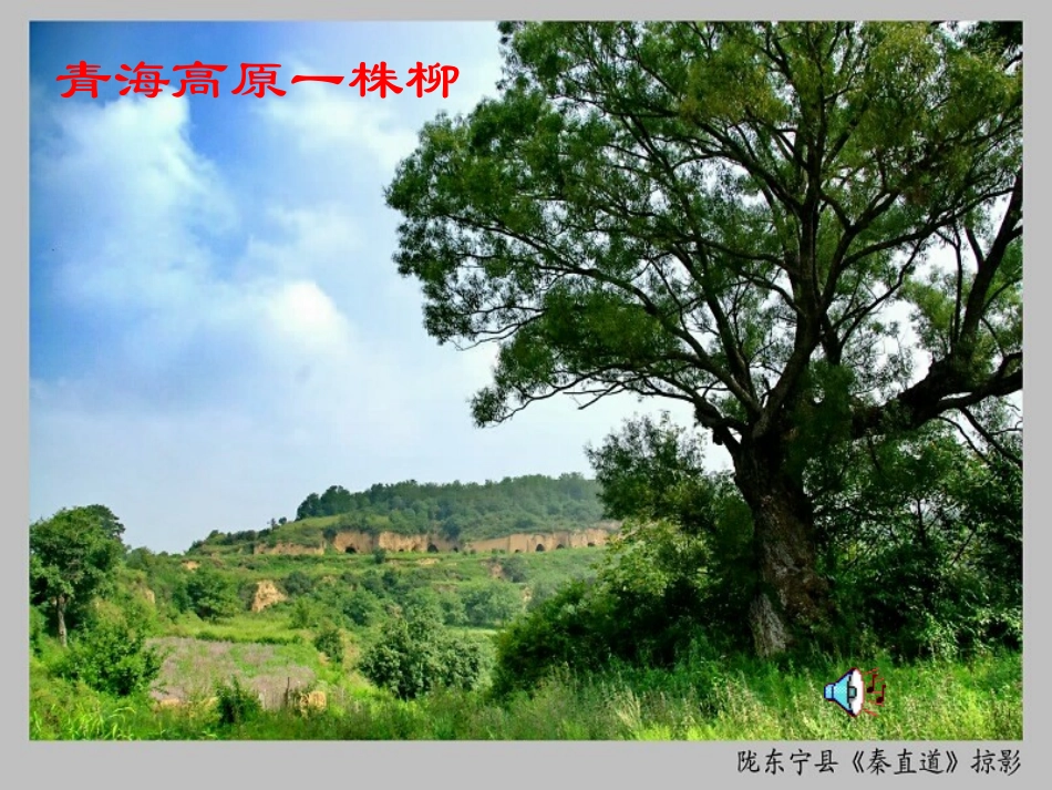 青海高原一株柳_第1页