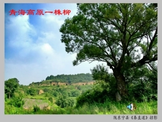 青海高原一株柳