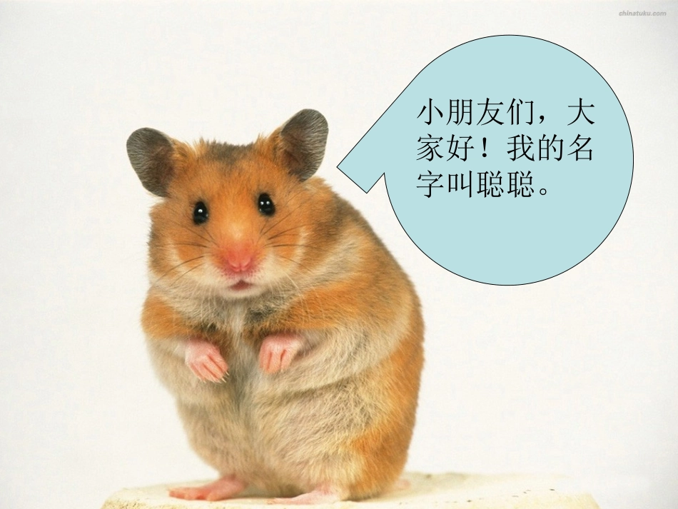 二年级口语交际：奇妙的动物世界_第2页