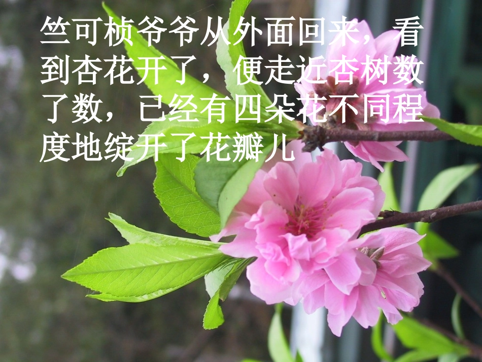 2第一朵杏花_第3页