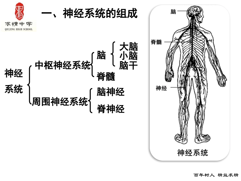 神经调节与国防教育课件_第2页