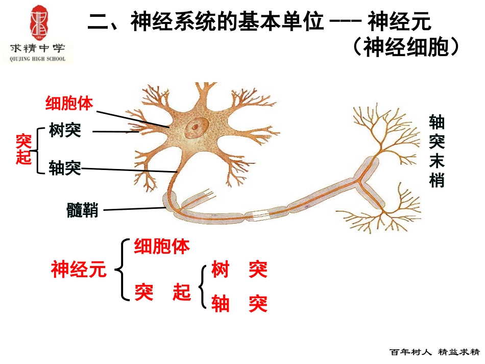 神经调节与国防教育课件_第3页