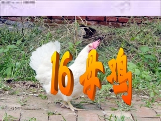 16《母鸡》