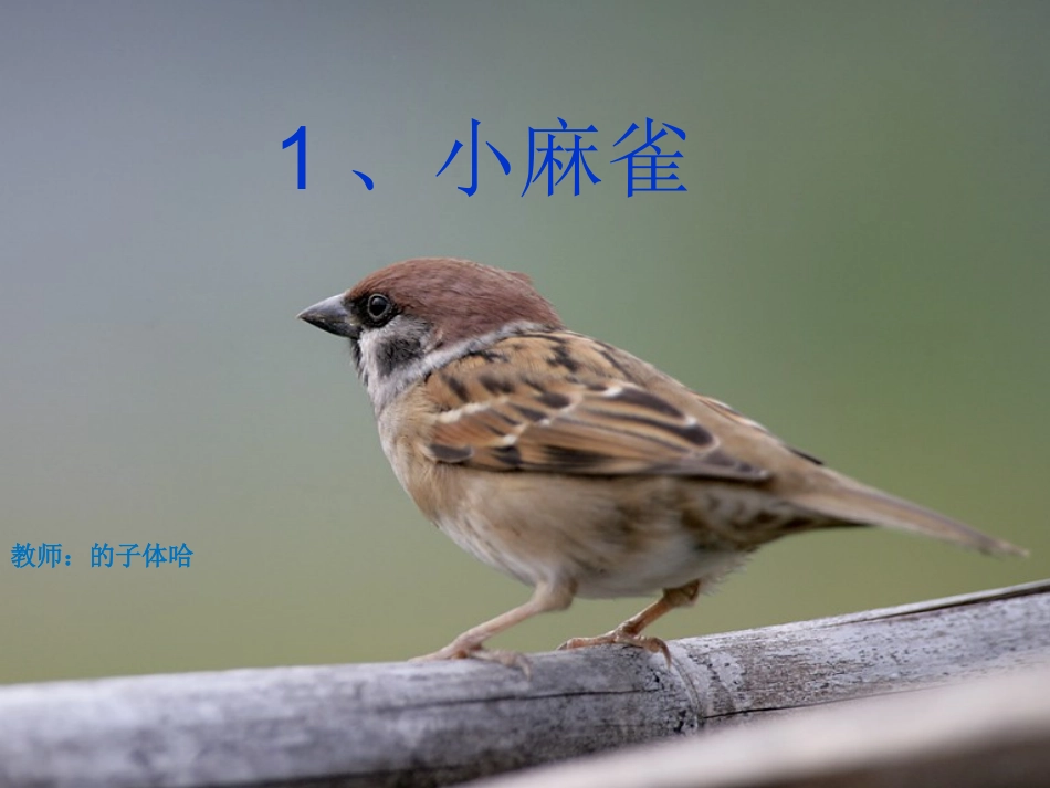 五年级上语文《小麻雀》课件_第1页