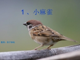 五年级上语文《小麻雀》课件