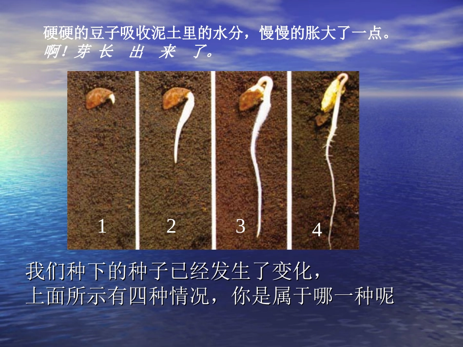 我们先看到了根课件_第3页