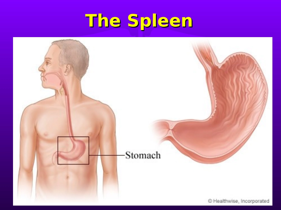 The stomach_第1页