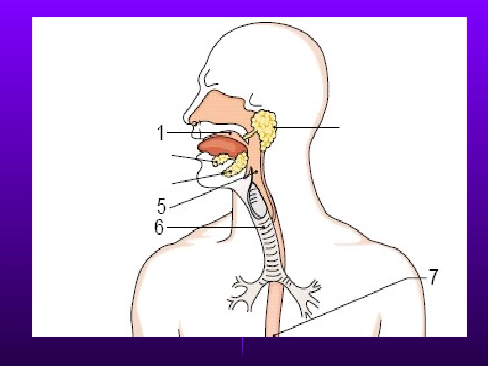 The stomach_第3页