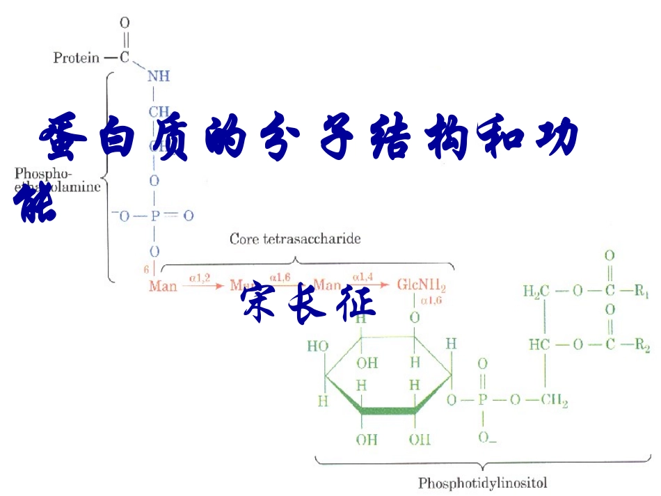 蛋白质的生物学作用_第1页
