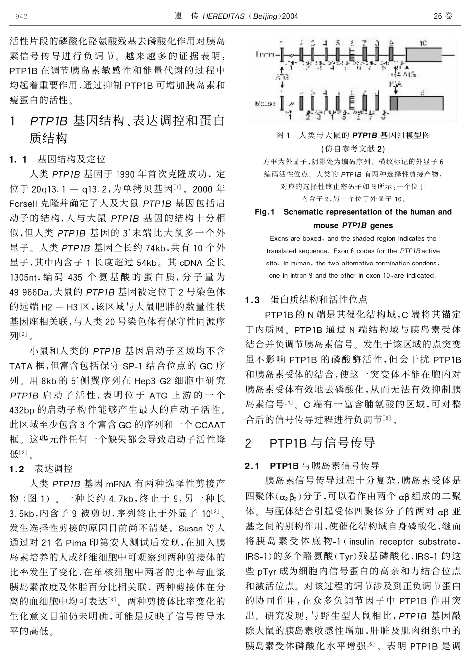 蛋白质酪氨酸磷酸酶1B(PTP1B)与2型糖尿病及肥胖的关系_第2页