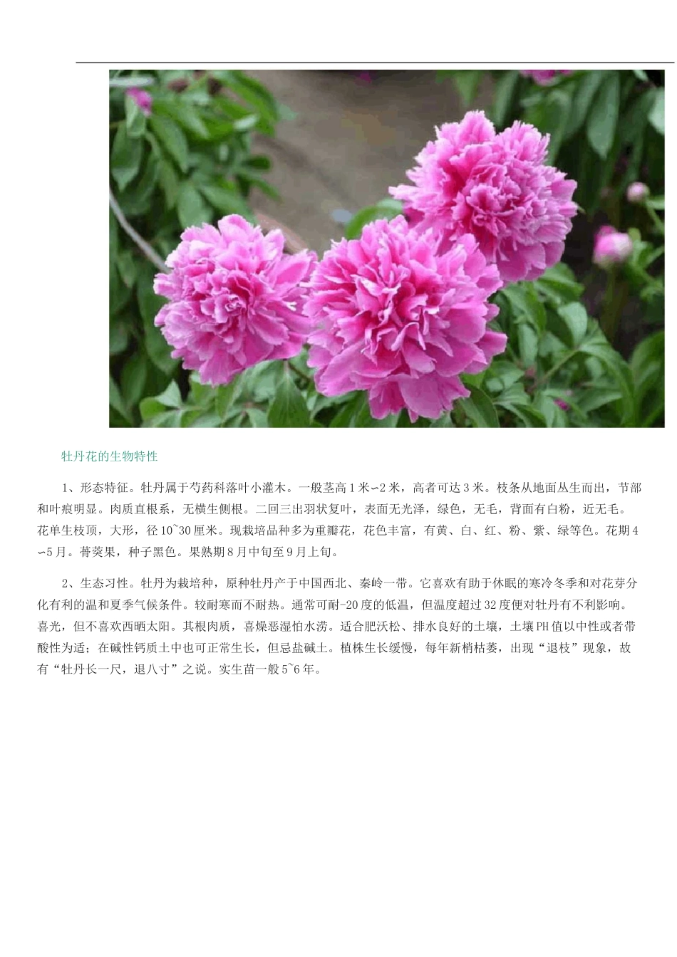 牡丹花的栽培技术_第2页