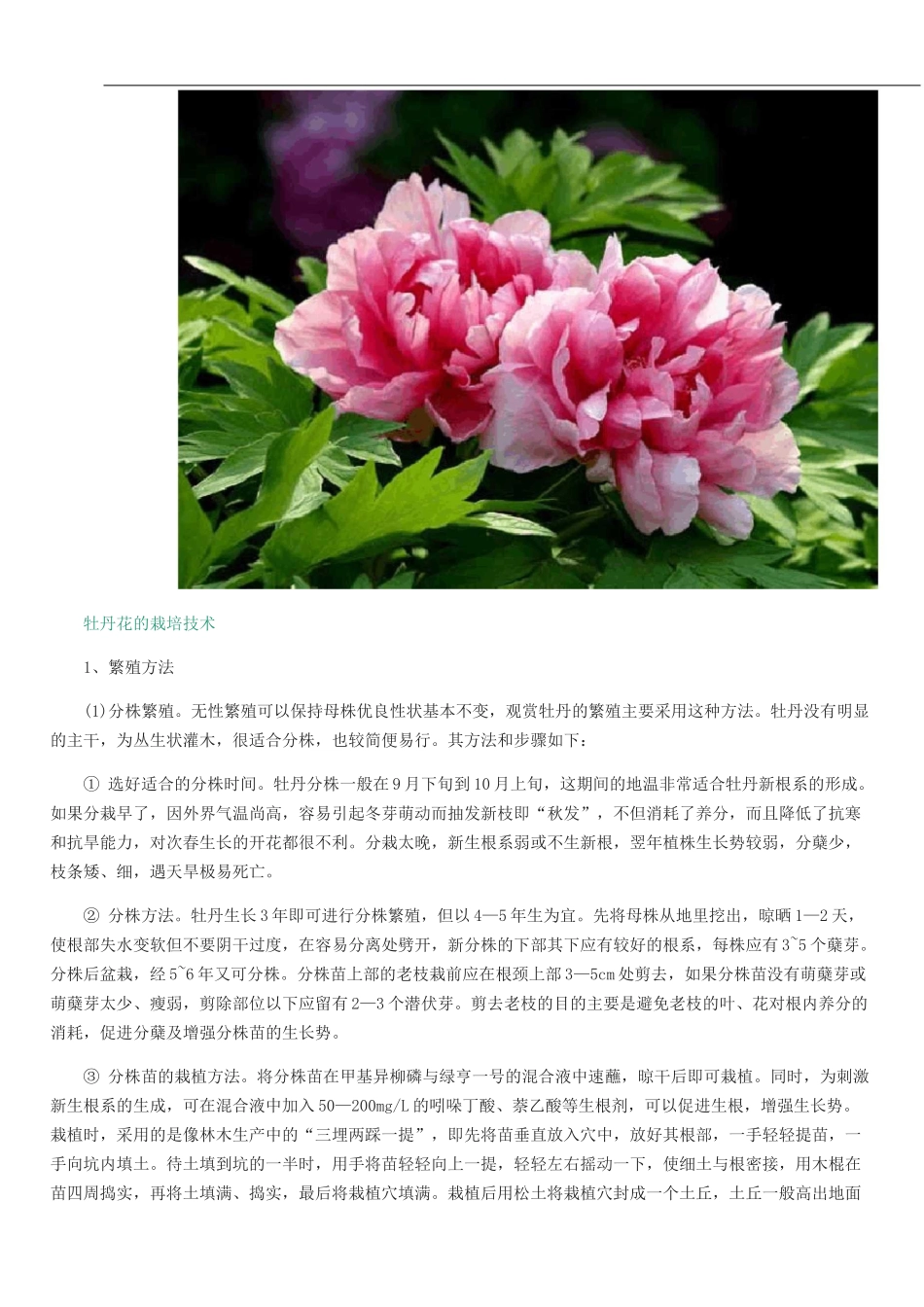 牡丹花的栽培技术_第3页