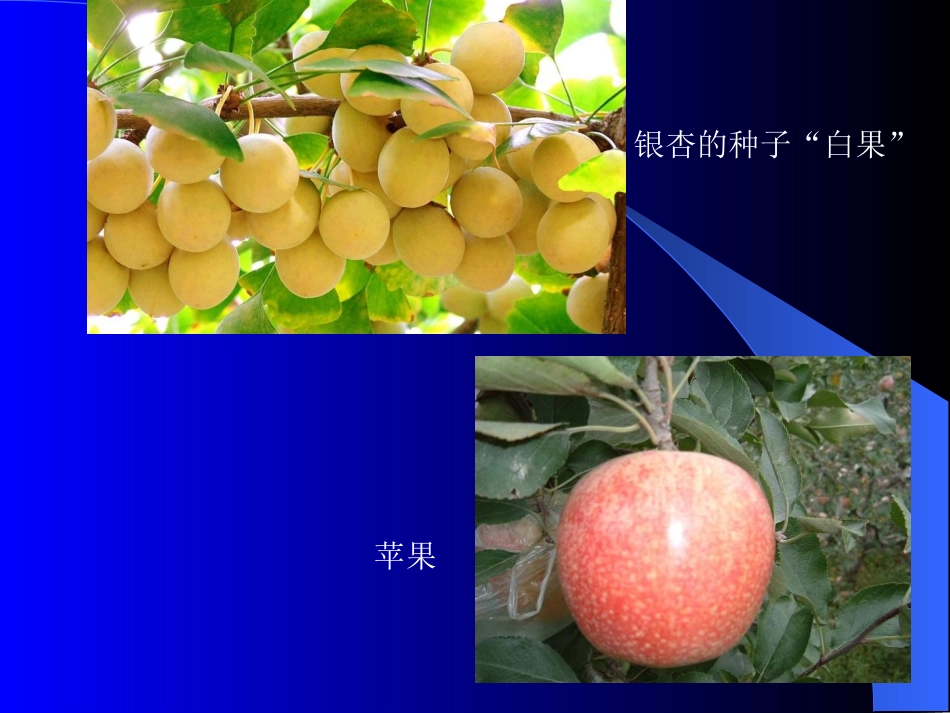 种子植物课件修改_第2页