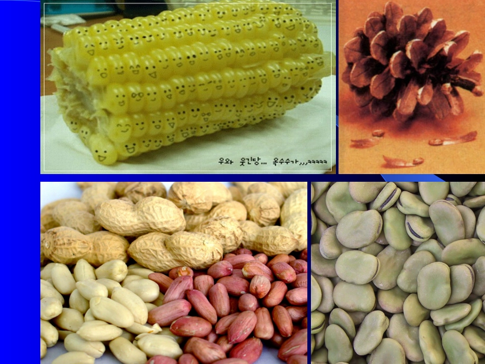 种子植物课件修改_第3页