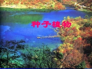 种子植物课件修改