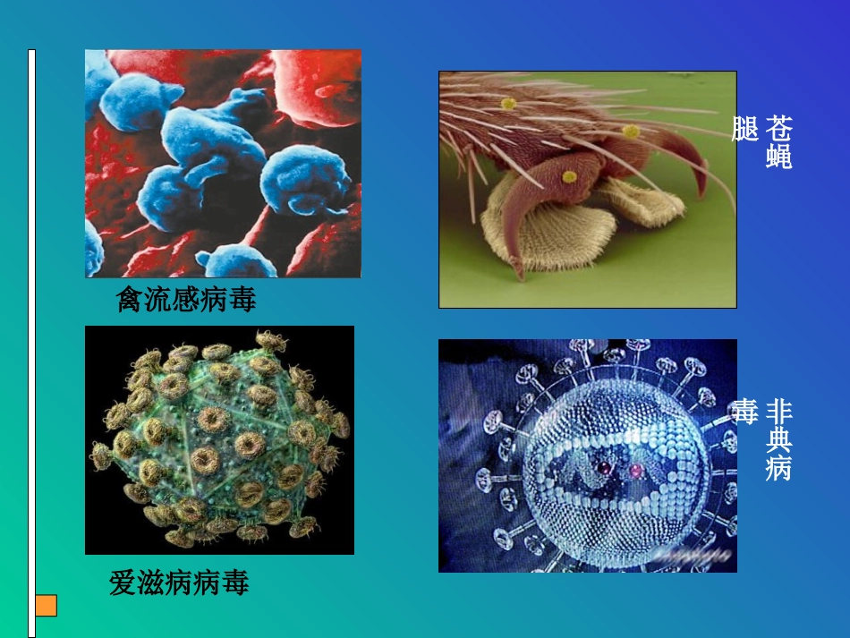 用显微镜观察身边的生命世界(1)_第2页
