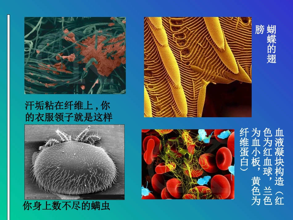 用显微镜观察身边的生命世界(1)_第3页