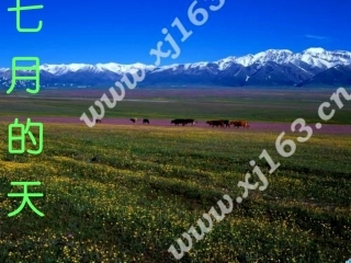 七月的天山课件