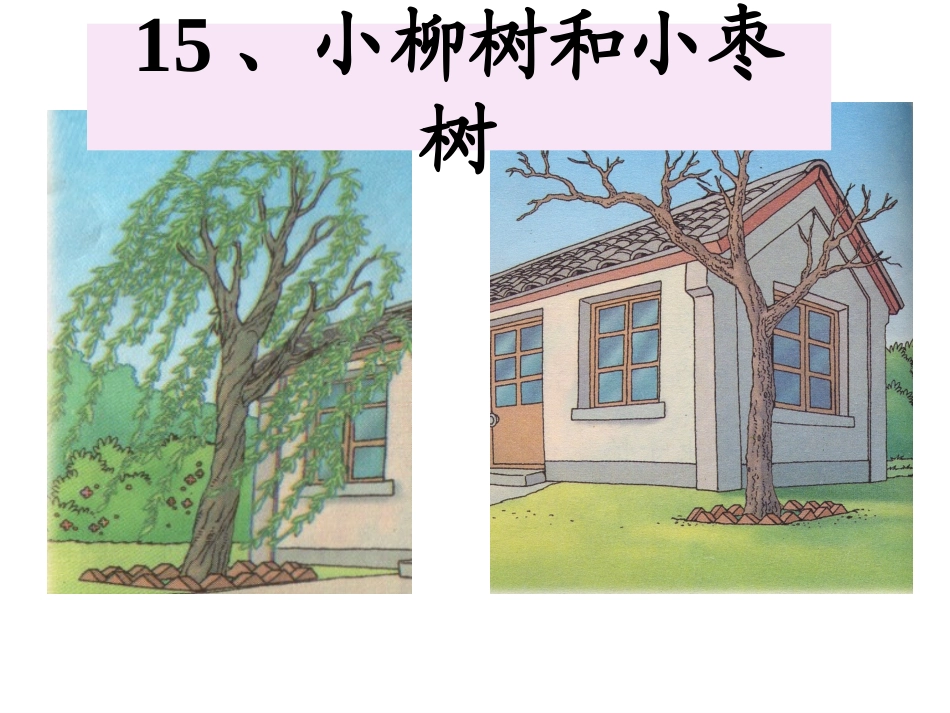 课件小柳树和小枣树_第1页