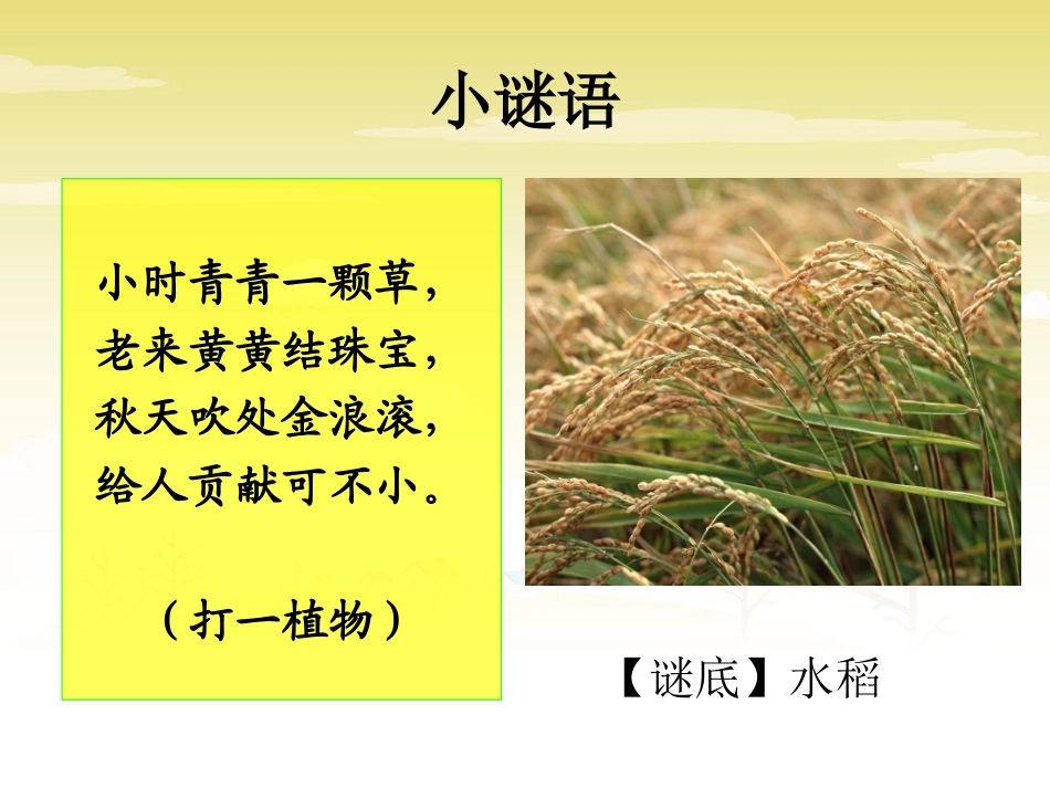 《粮食来得真不容易》课件_第2页