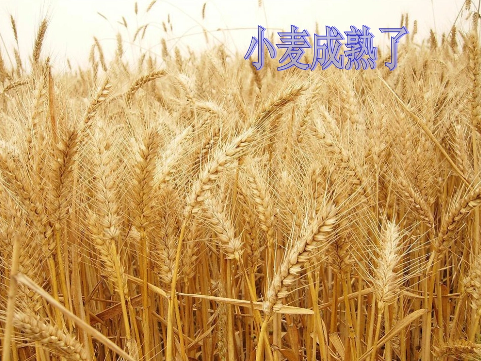 《粮食来得真不容易》课件_第3页