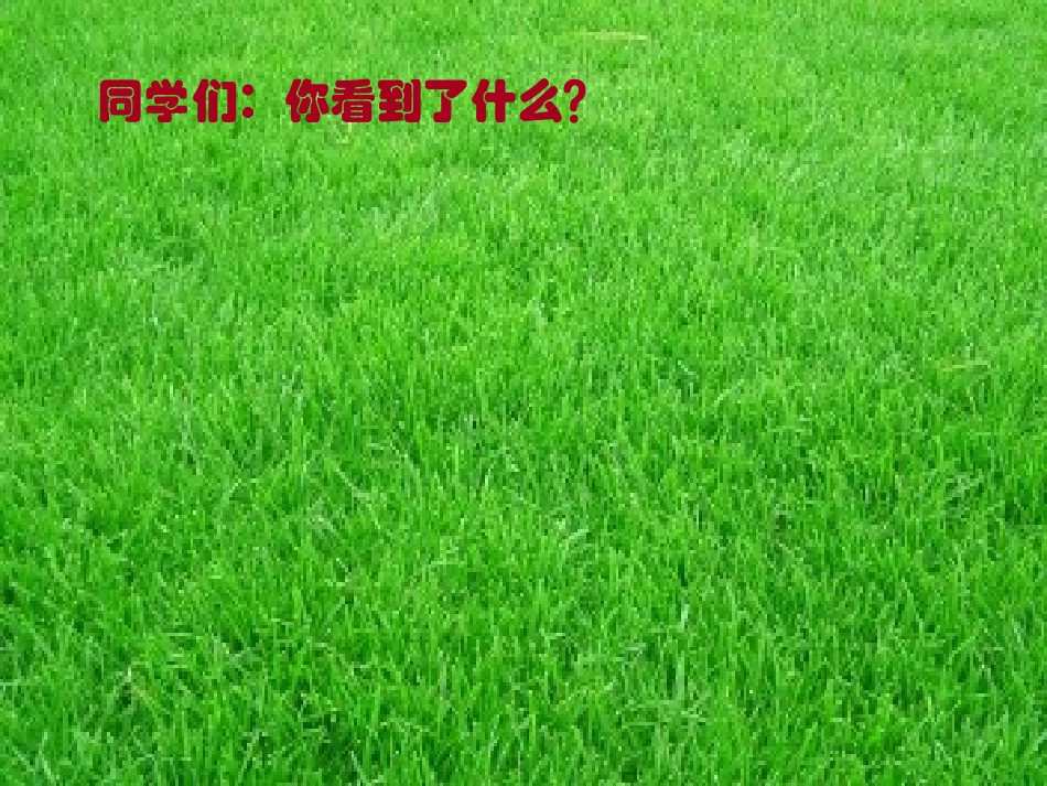 从岩缝里长出的小草_第2页