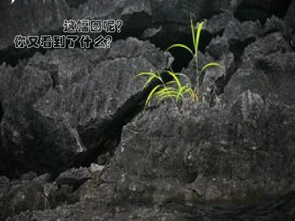 从岩缝里长出的小草_第3页