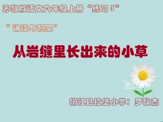从岩缝里长出的小草
