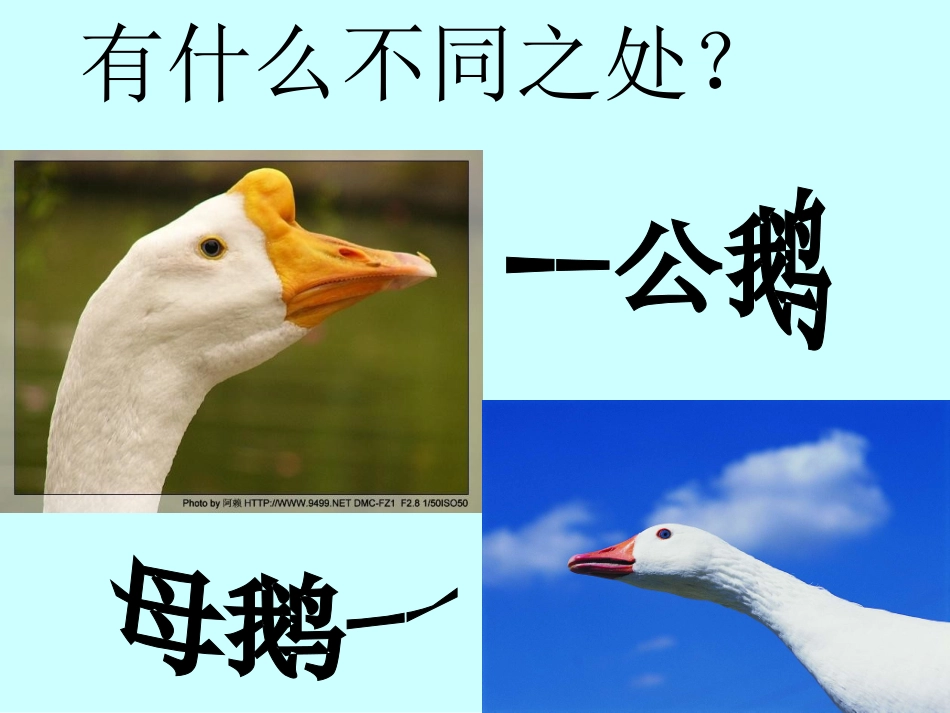 白公鹅(完整课件) (2)_第3页