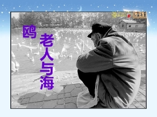 《老人与海鸥》教学课件1