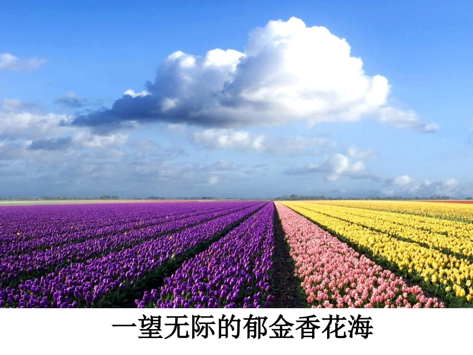 牧场之国课件（龙凤桥小学曹彬）_第3页