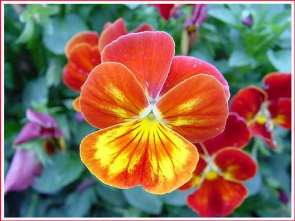 修改《花儿为什么这样红》课件10_第2页