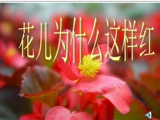 修改《花儿为什么这样红》课件10