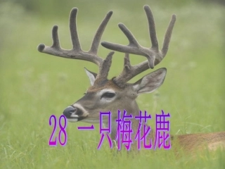 一只梅花鹿第二课时1