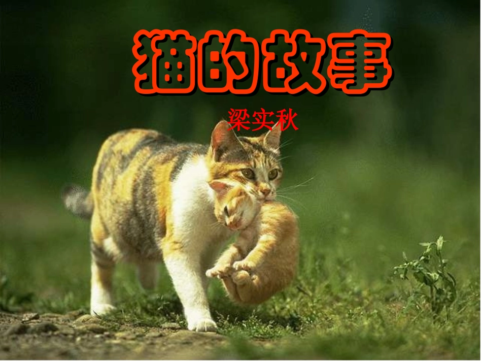 《猫的故事》课件_第1页