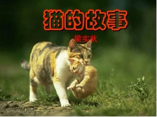 《猫的故事》课件