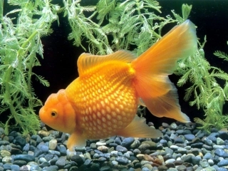 鱼游到了纸上定稿ֽ