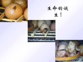 《短文两篇》课件2