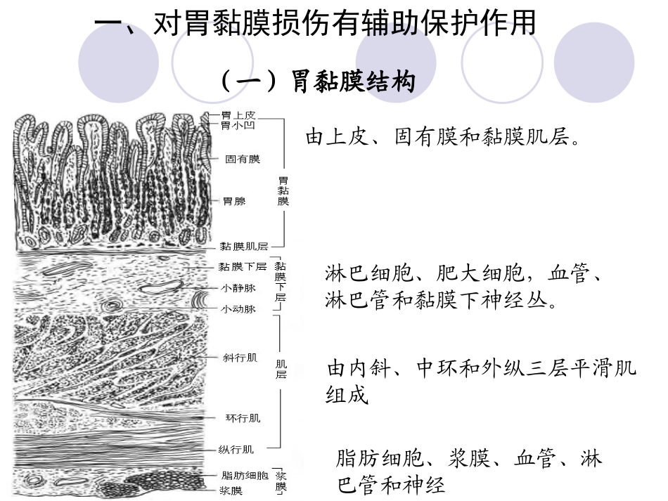 项目十三-有助于改善胃肠道功能_第2页
