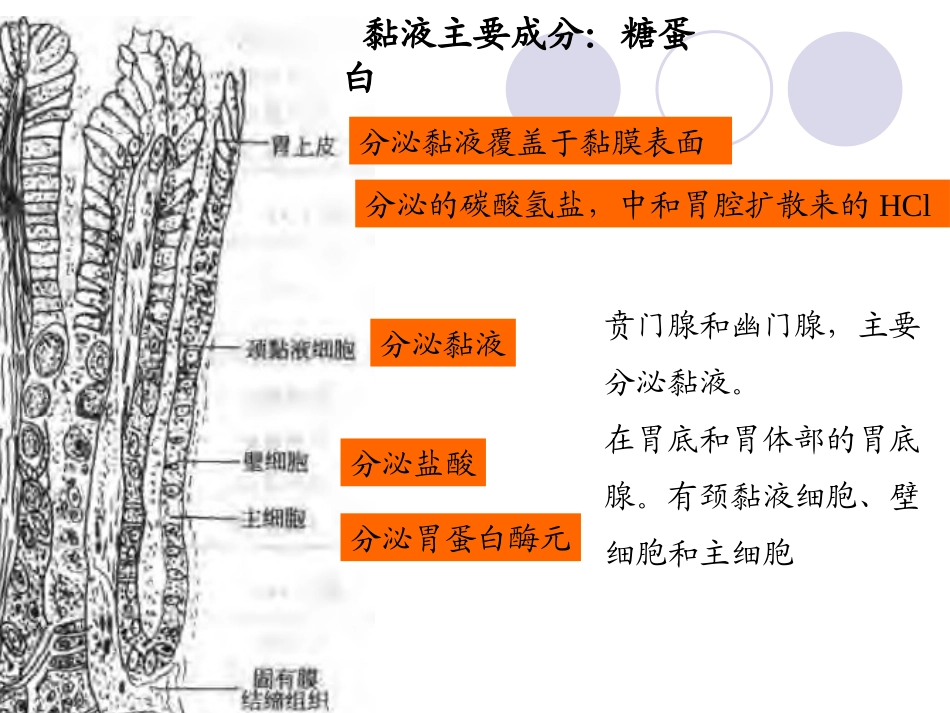 项目十三-有助于改善胃肠道功能_第3页