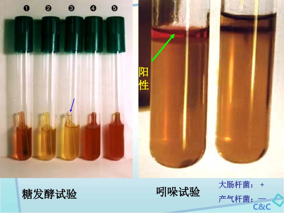 项目10-细菌生化检验技术_第2页