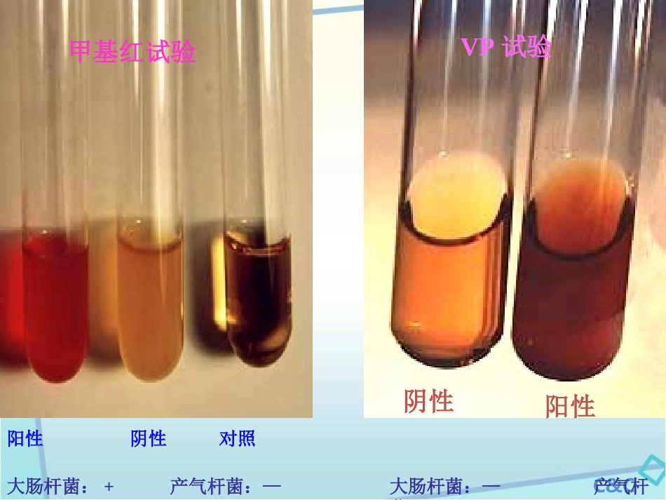 项目10-细菌生化检验技术_第3页