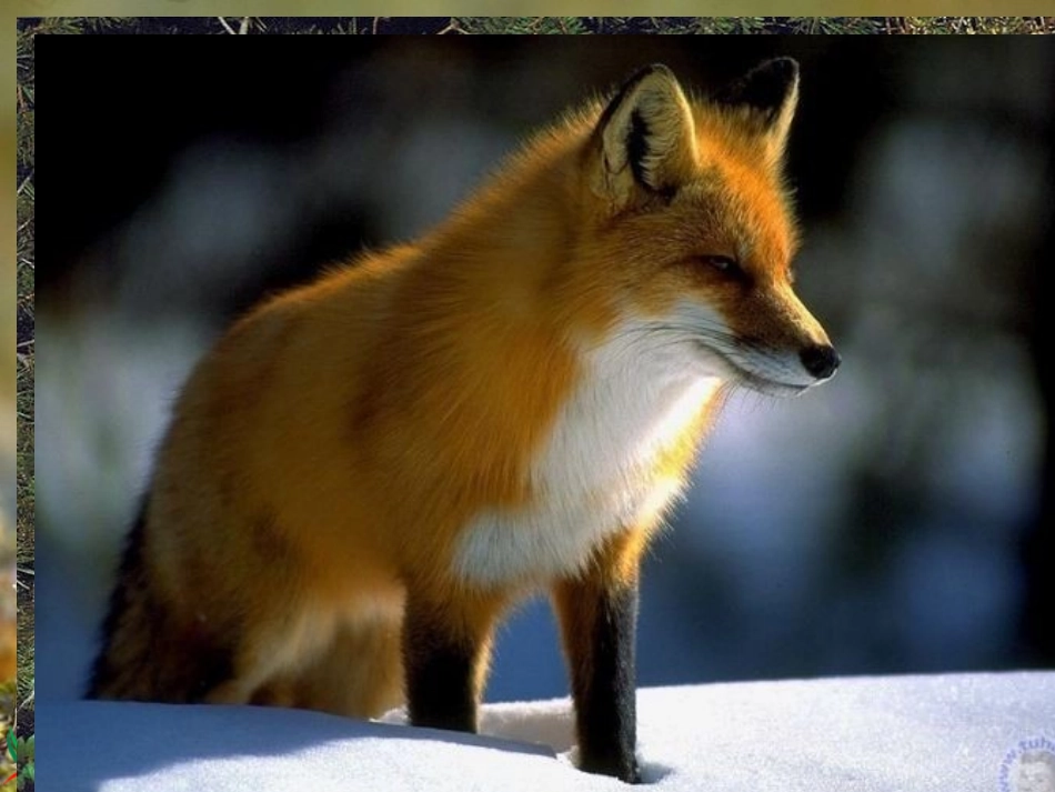 金色的脚印_4_第2页