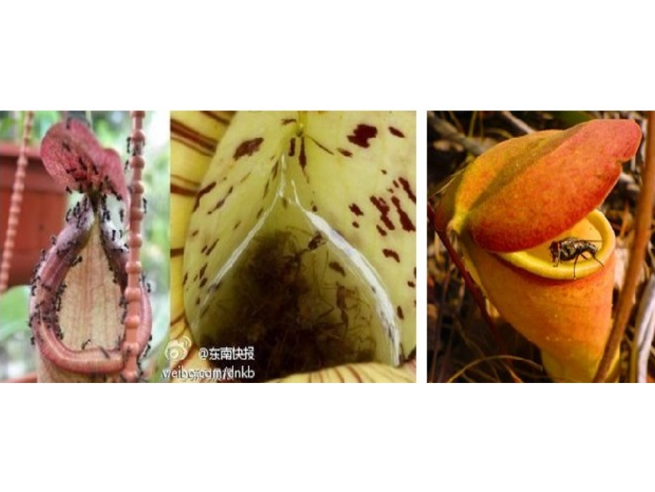 2014第四章绿色植物是生物圈中有机物的制造者_第2页
