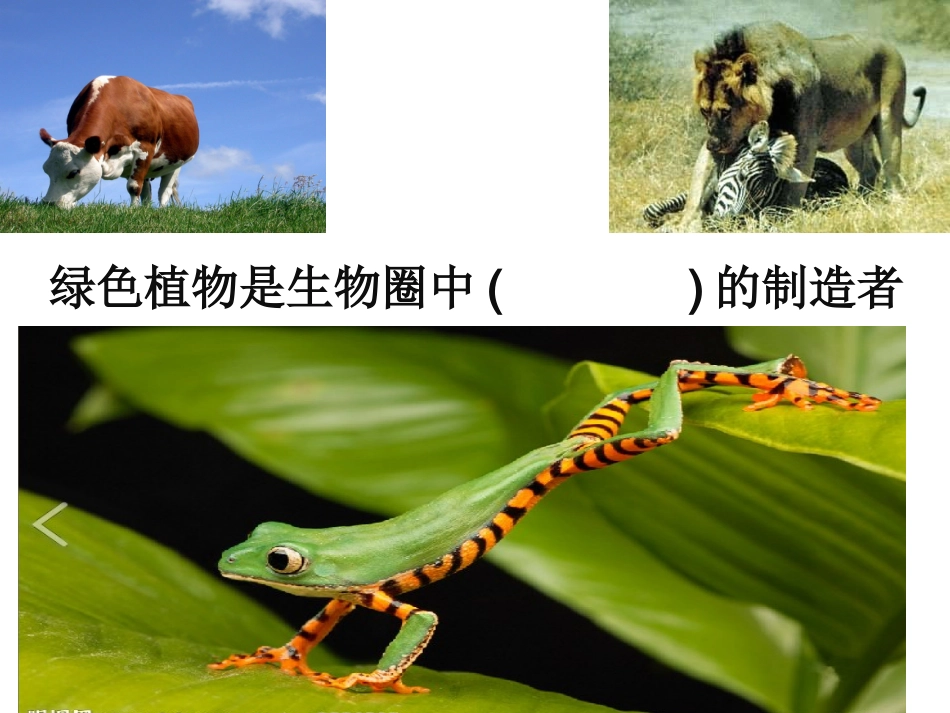2014第四章绿色植物是生物圈中有机物的制造者_第3页